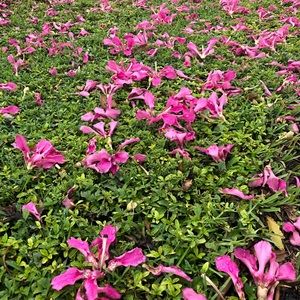 Meet your Posher, Jannai